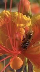 Brachygastra mellifica