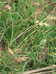 Bouteloua dactyloides