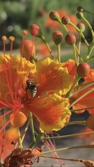 Brachygastra mellifica