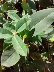 Hypericum calycinum