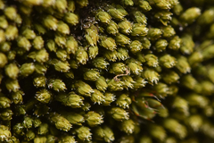 Conostomum tetragonum