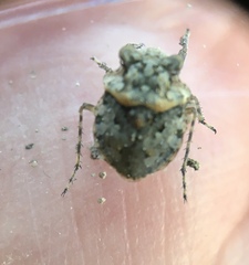 Gelastocoris oculatus