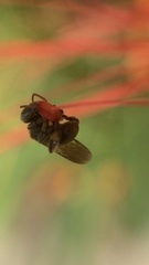 Nannotrigona perilampoides