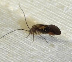 Cerastipsocus venosus