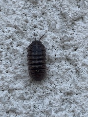 Armadillidium nasatum