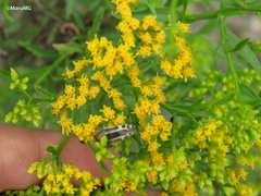 Acmaeodera scalaris
