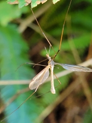 Tipula
