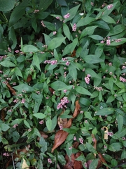 Persicaria longiseta