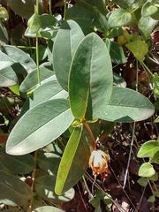 Hypericum calycinum