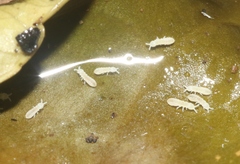 Onychiurinae