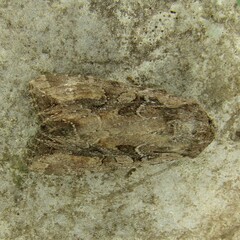 Lacanobia suasa