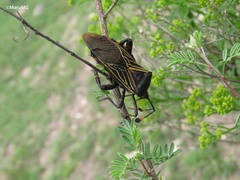 Pachylis gigas