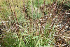 Elymus glaucus