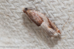 Ancylis sparulana