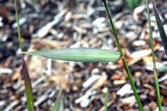 Elymus glaucus