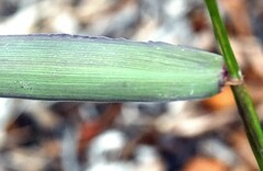 Elymus glaucus