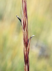 Elymus glaucus