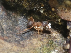 Cyphomyrmex minutus