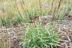 Elymus glaucus