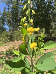 Crotalaria spectabilis