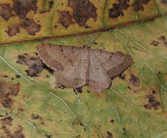 Selidosema brunnearia