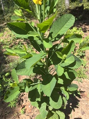 Crotalaria spectabilis