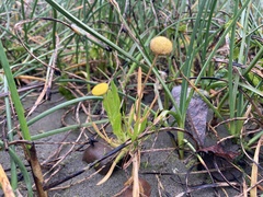 Cotula coronopifolia