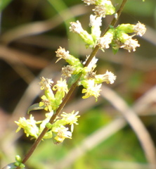Solidago erecta