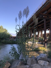 Arundo donax