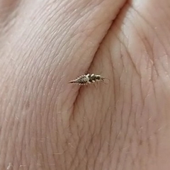 Chrysoperla rufilabris