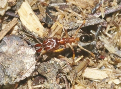 Odontomachus insularis