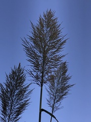 Arundo donax