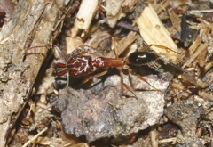 Odontomachus insularis