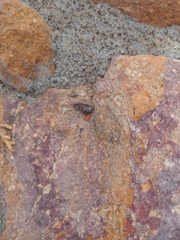 Sceloporus occidentalis