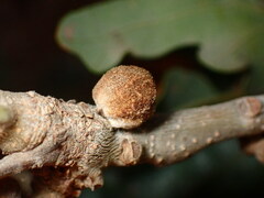 Disholcaspis canescens