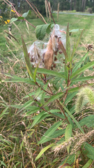 Asclepias incarnata
