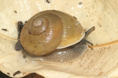 Zachrysia provisoria