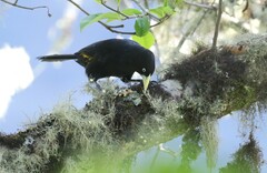 Cacicus chrysonotus