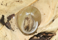 Zachrysia provisoria