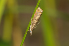 Chrysoteuchia culmella