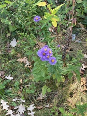 Symphyotrichum novae-angliae
