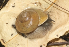 Zachrysia provisoria