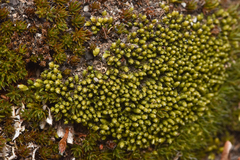 Conostomum tetragonum