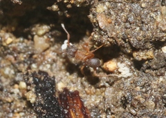 Cyphomyrmex minutus