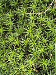 Polytrichum formosum