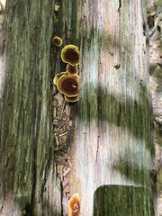 Coltricia cinnamomea