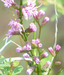 Liatris elegantula