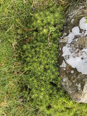 Polytrichum formosum