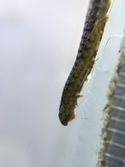 Eulalia microphylla