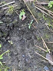 Lithobates clamitans